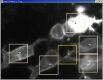 細胞の蛍光顕微鏡の画像。研究内容の紹介のページへ。